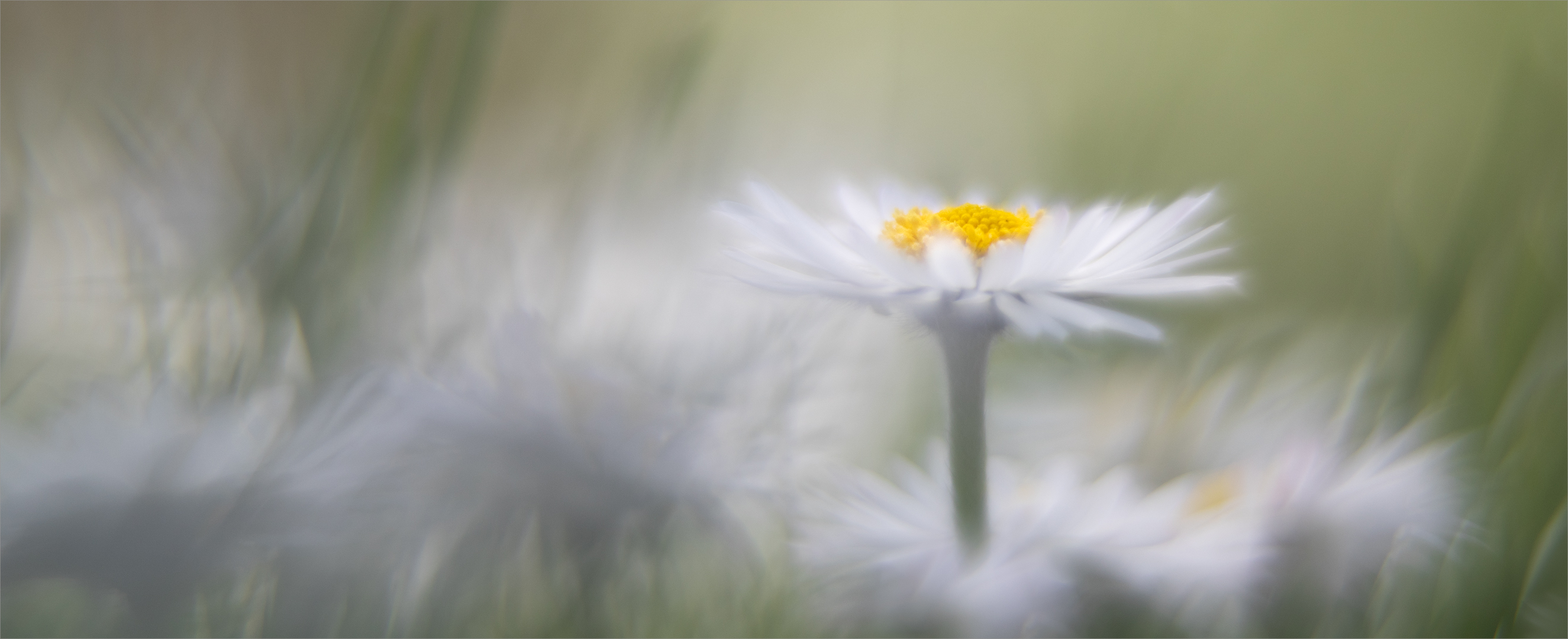 Gänse.Blümchen