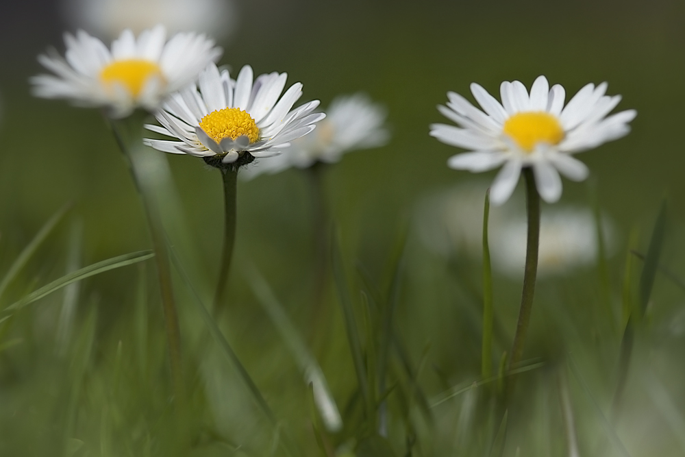 Gänseblümchen