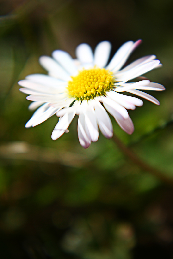 Gänseblümchen