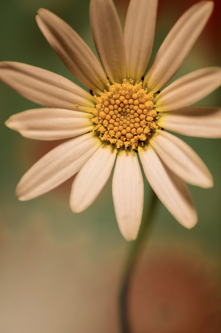 Gänseblümchen