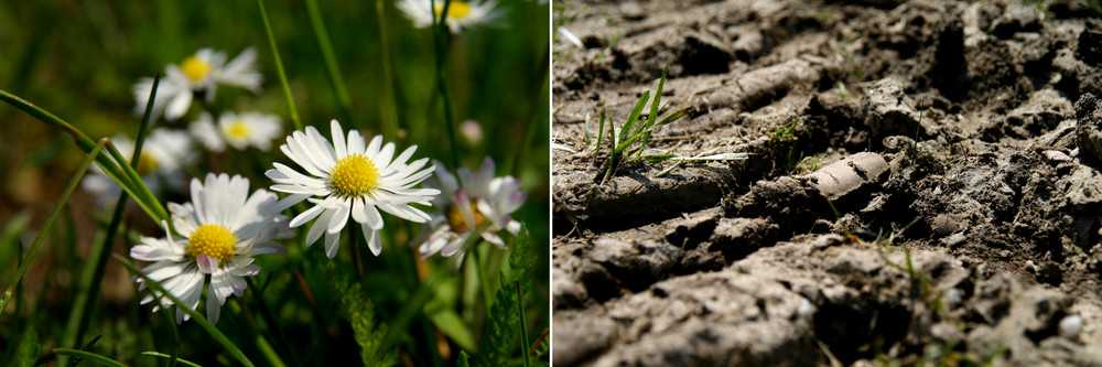 Gänseblümchen...