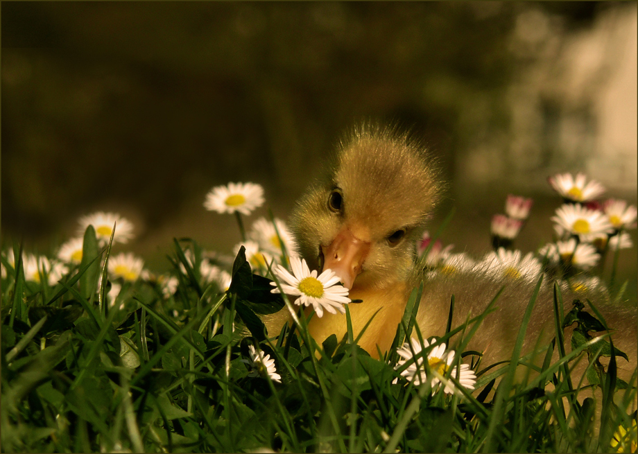 Gänseblümchen