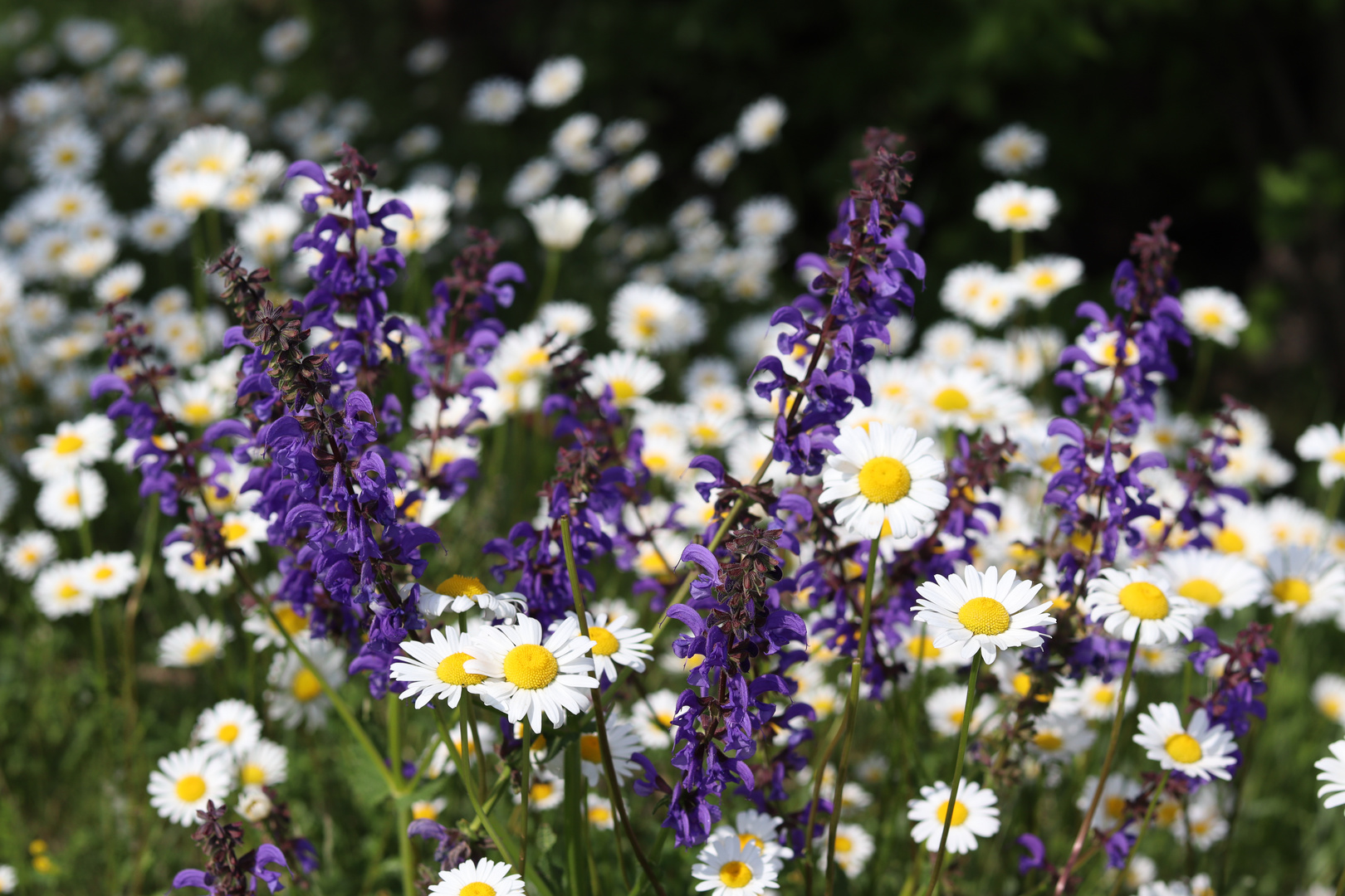 Gänseblümchen