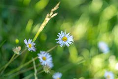 Gänseblümchen