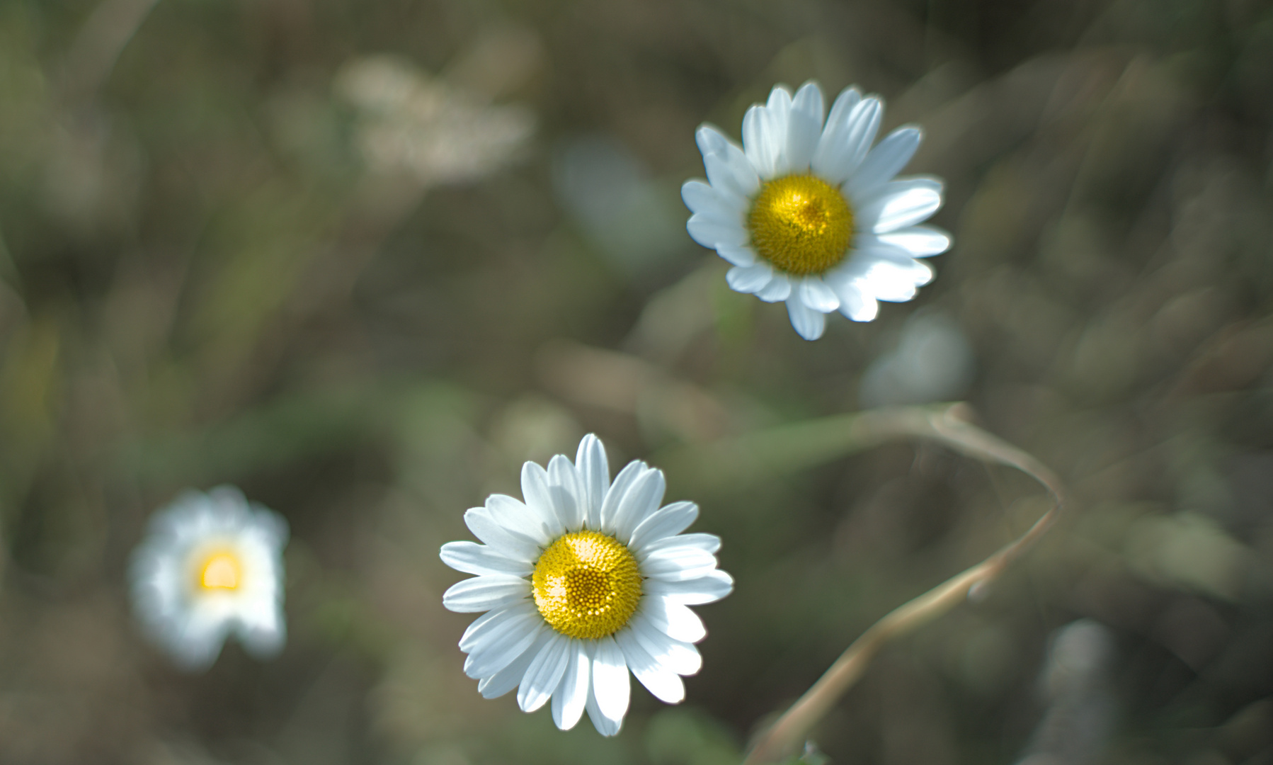 Gänseblümchen