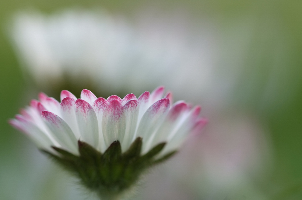 Gänseblümchen