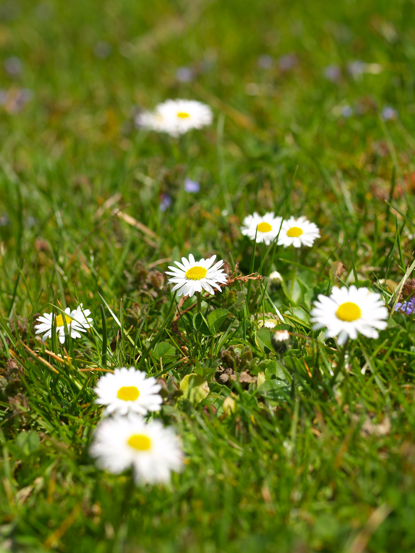Gänseblümchen Foto &amp; Bild | jahreszeiten, frühling, natur Bilder auf ...