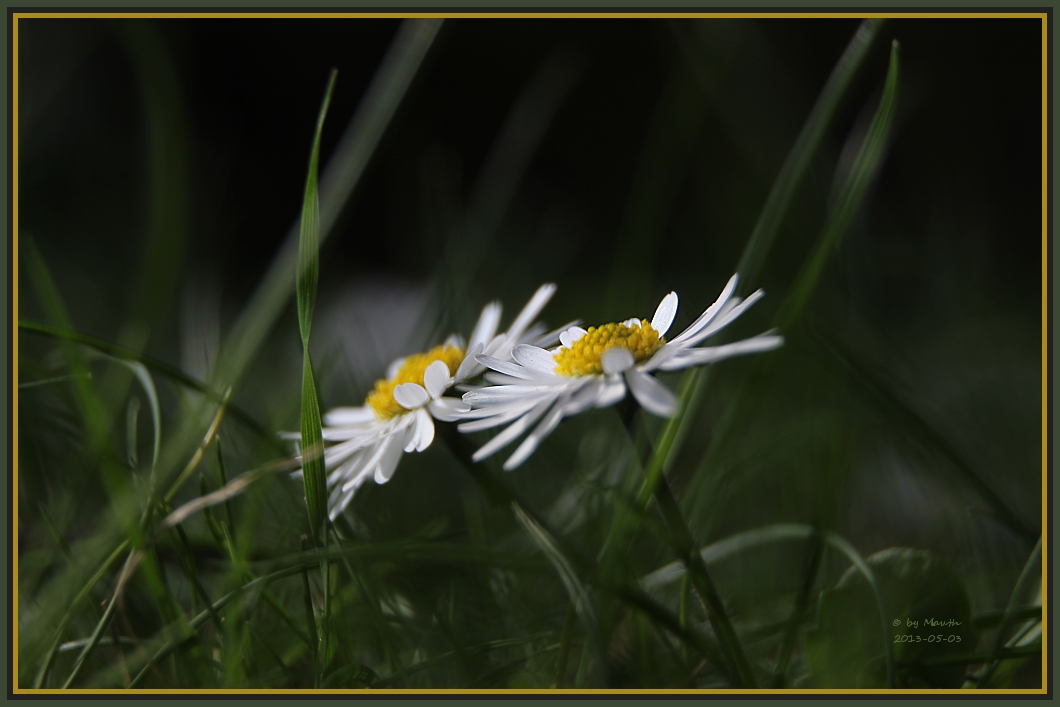 Gänseblümchen