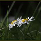 Gänseblümchen