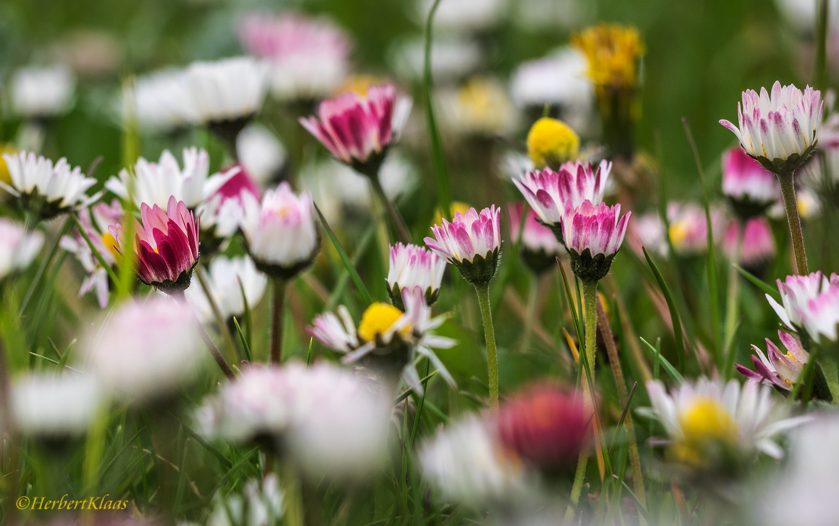 Gänseblümchen