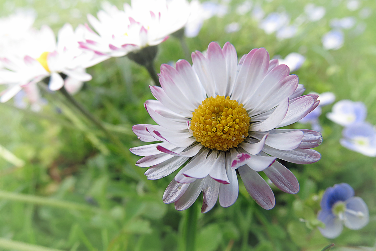 Gänseblümchen