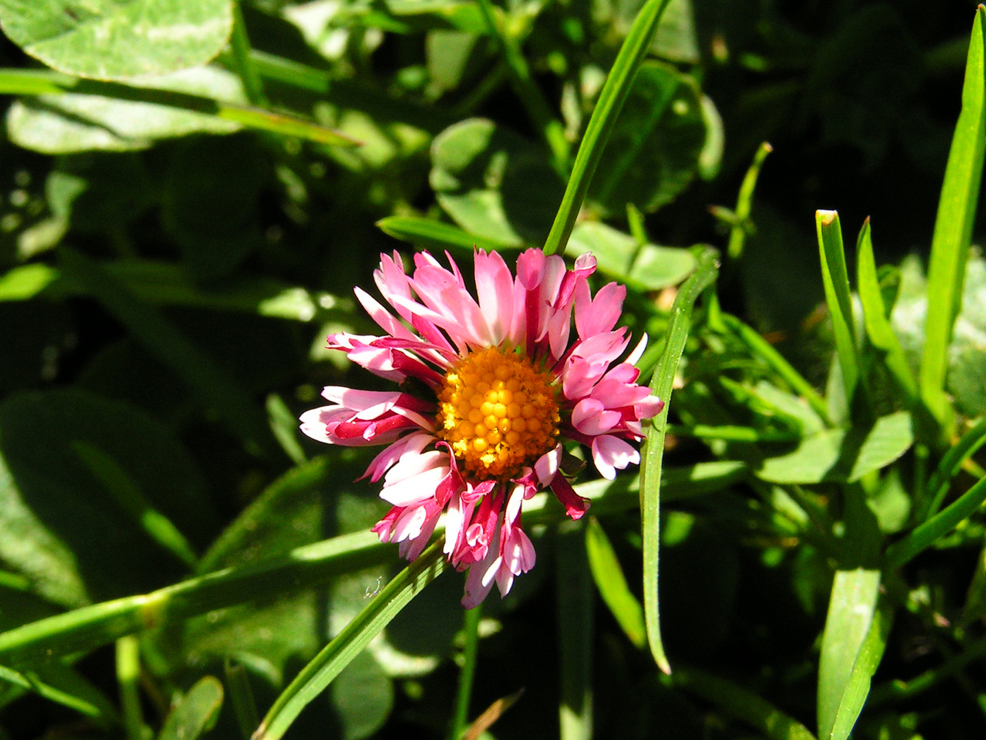 Gänseblümchen