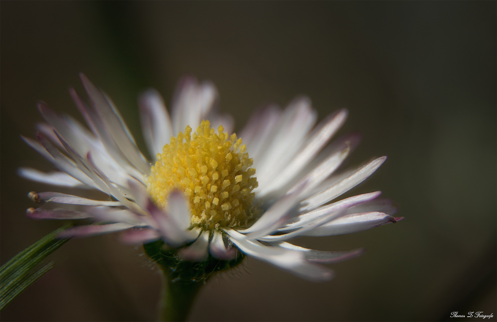 Gänseblümchen