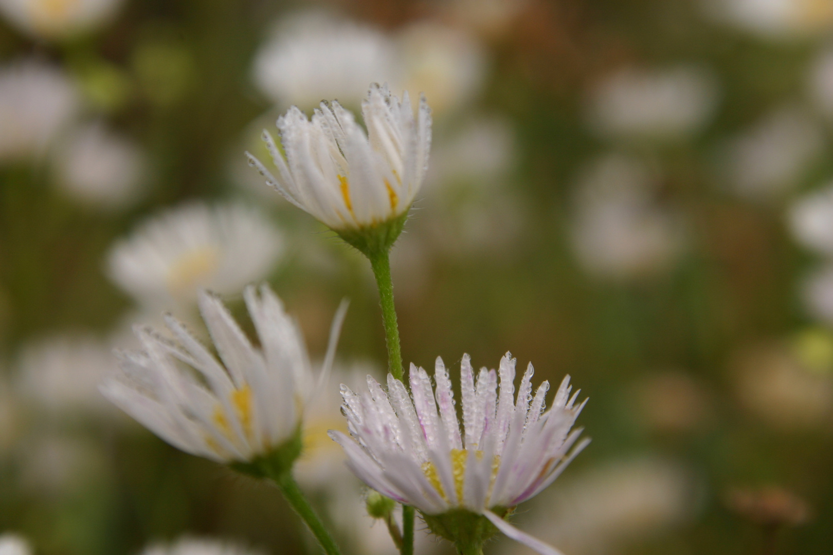 Gänseblümchen