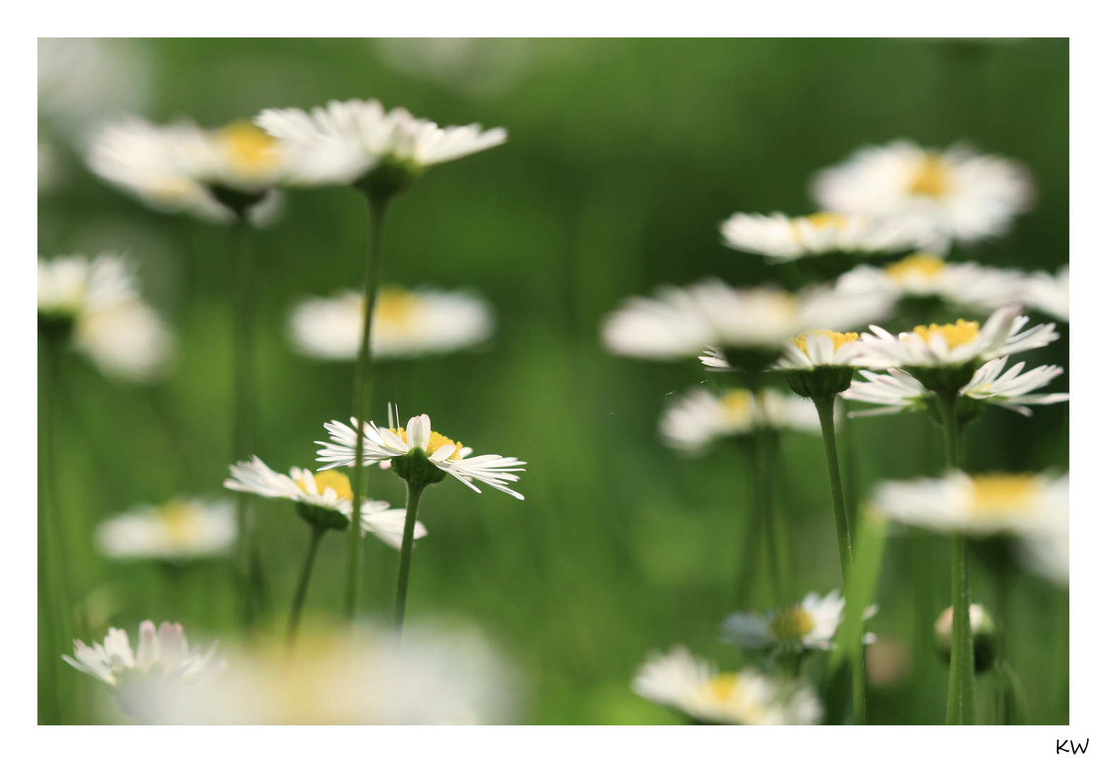 Gänseblümchen