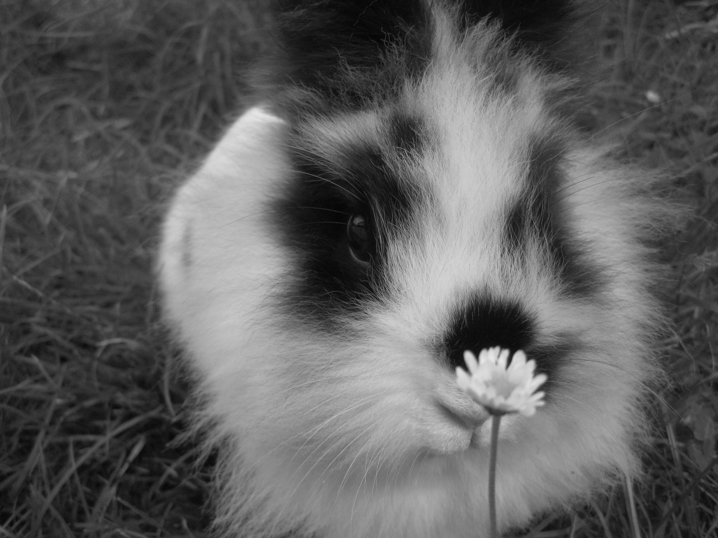 gänseblümchen