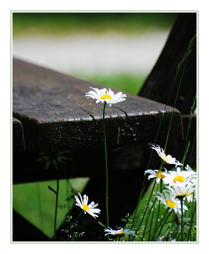 Gänseblümchen