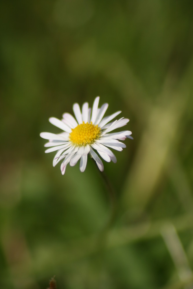 gänseblümchen