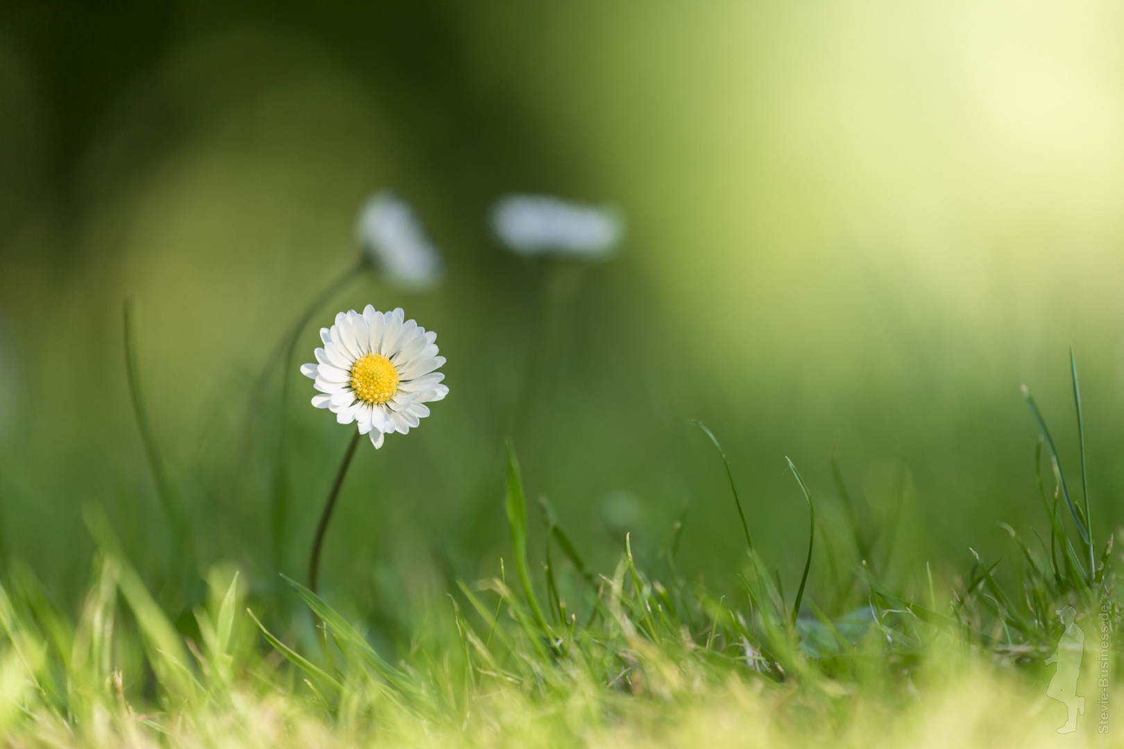 Gänseblümchen