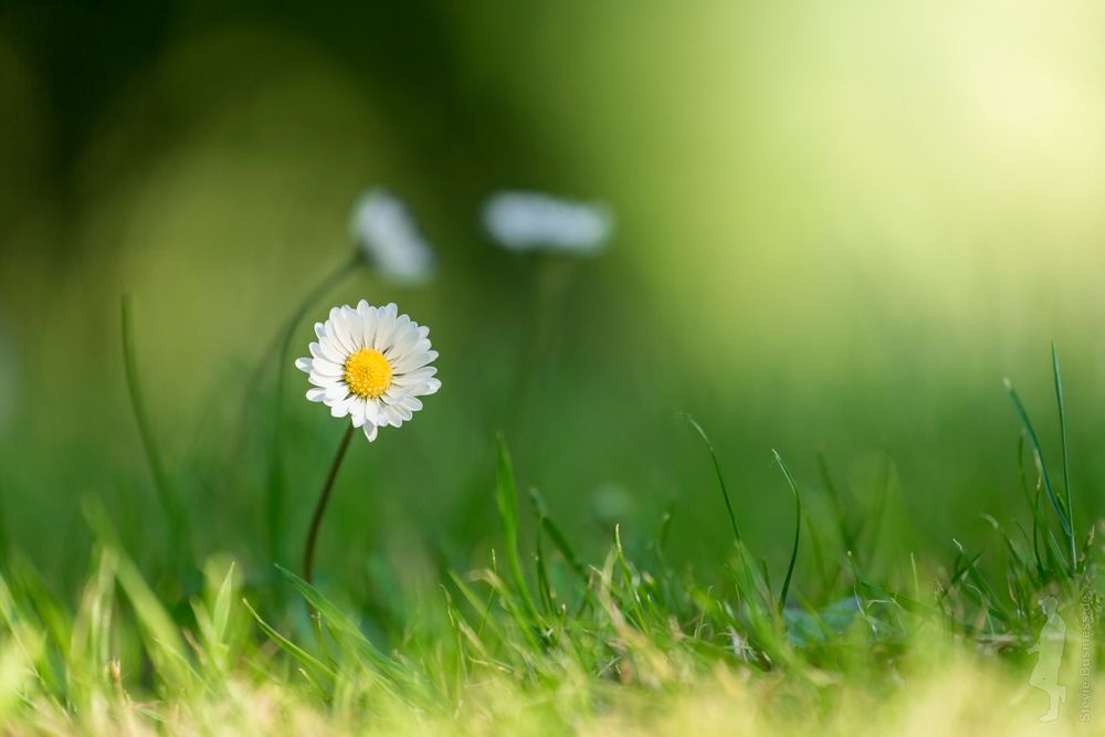 Gänseblümchen