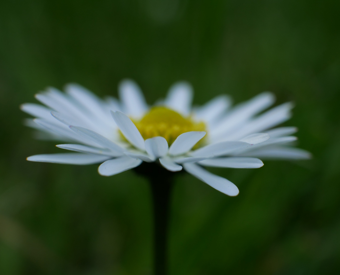 Gänseblümchen ...