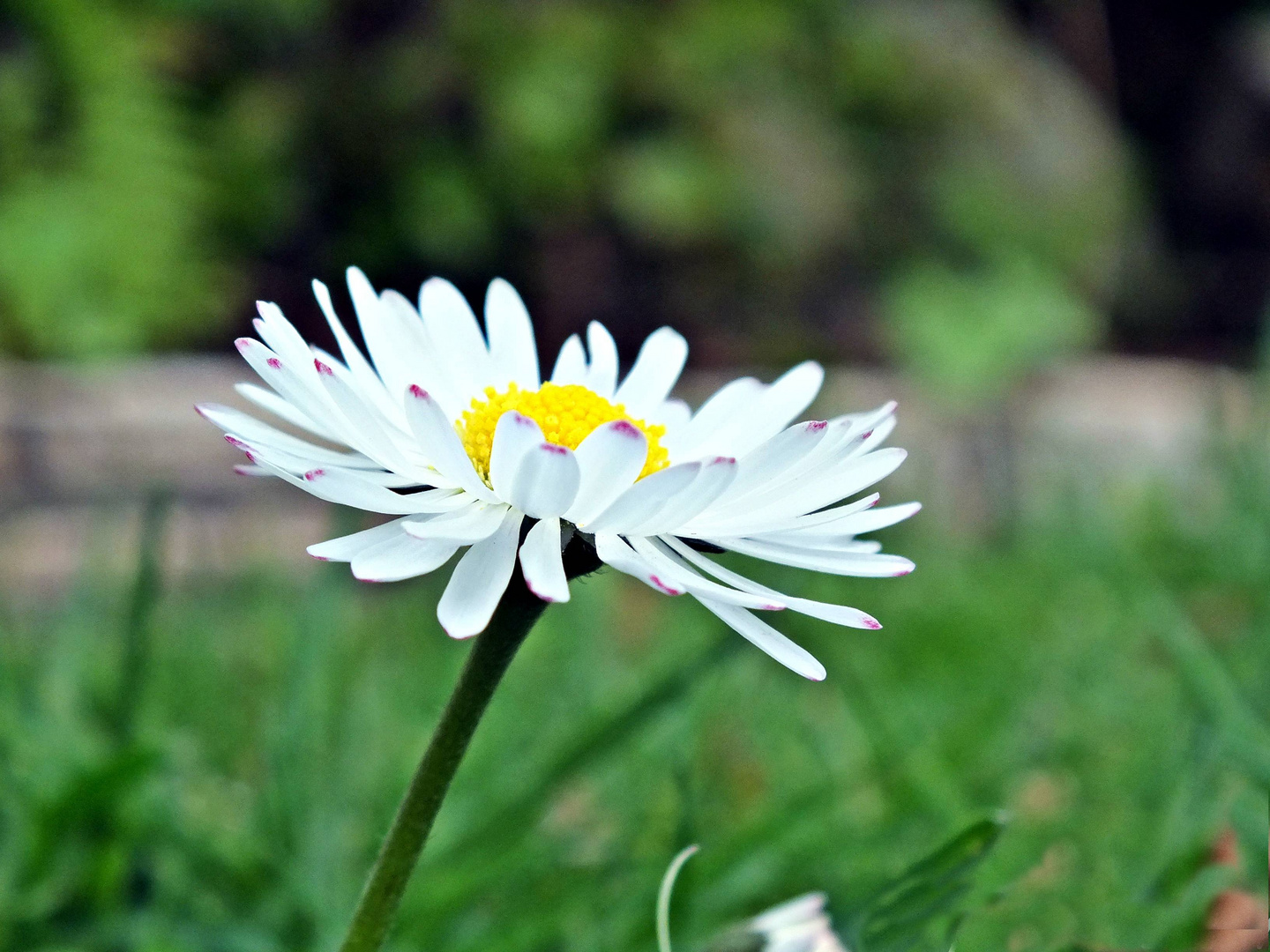 Gänseblümchen