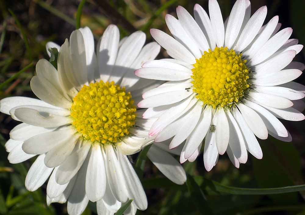 Gänseblümchen