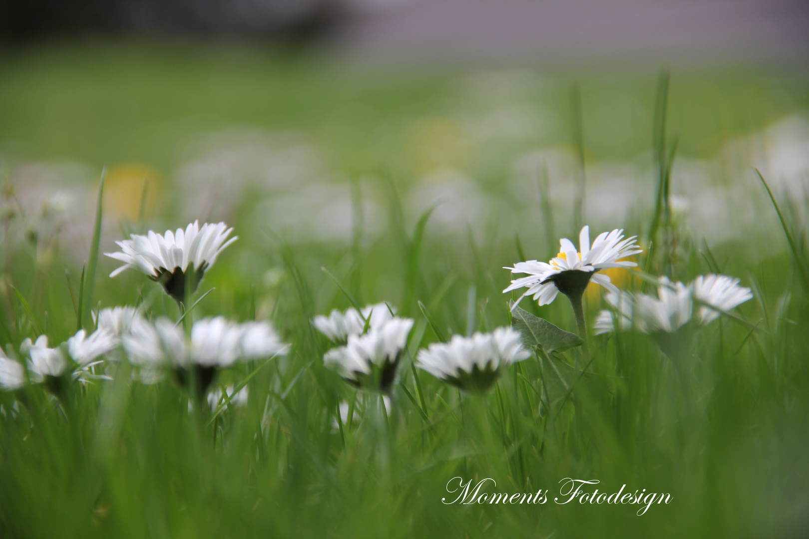 Gänseblümchen