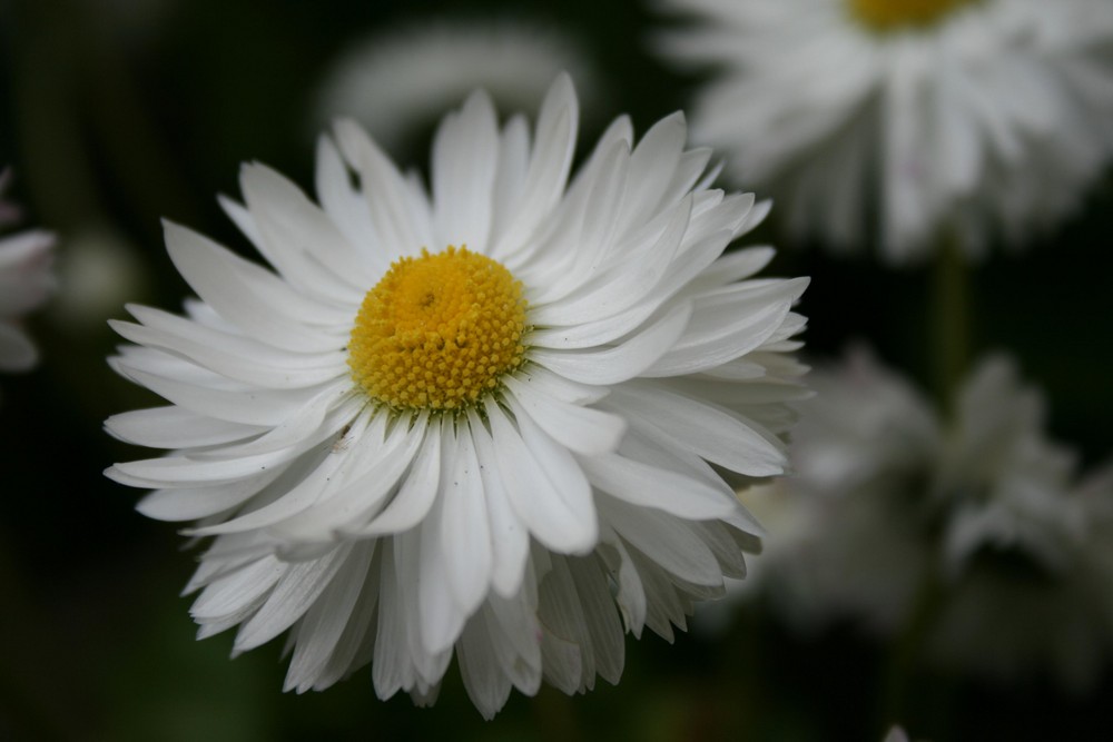 Gänseblümchen