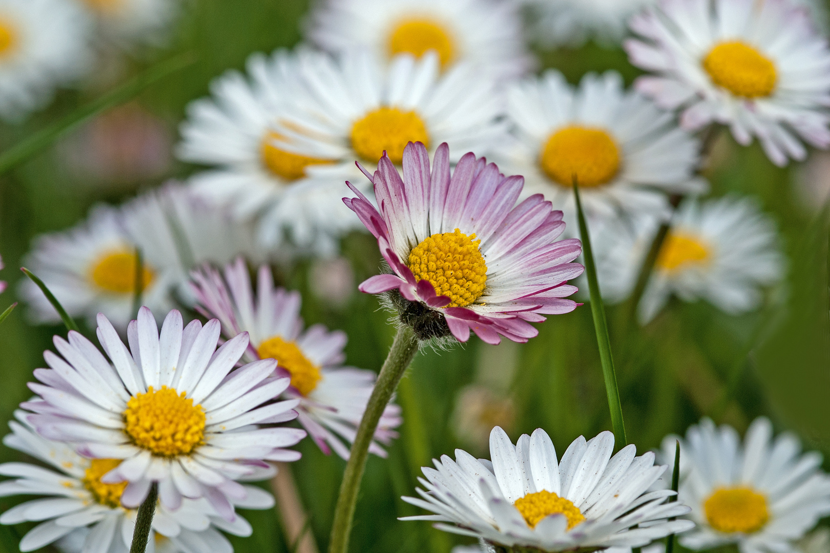 Gänseblümchen