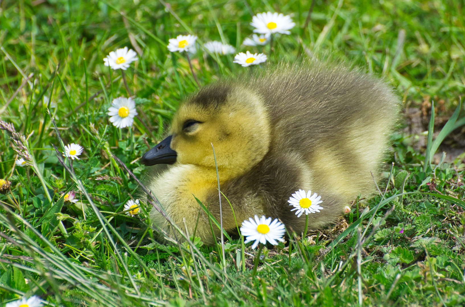 Gänseblümchen