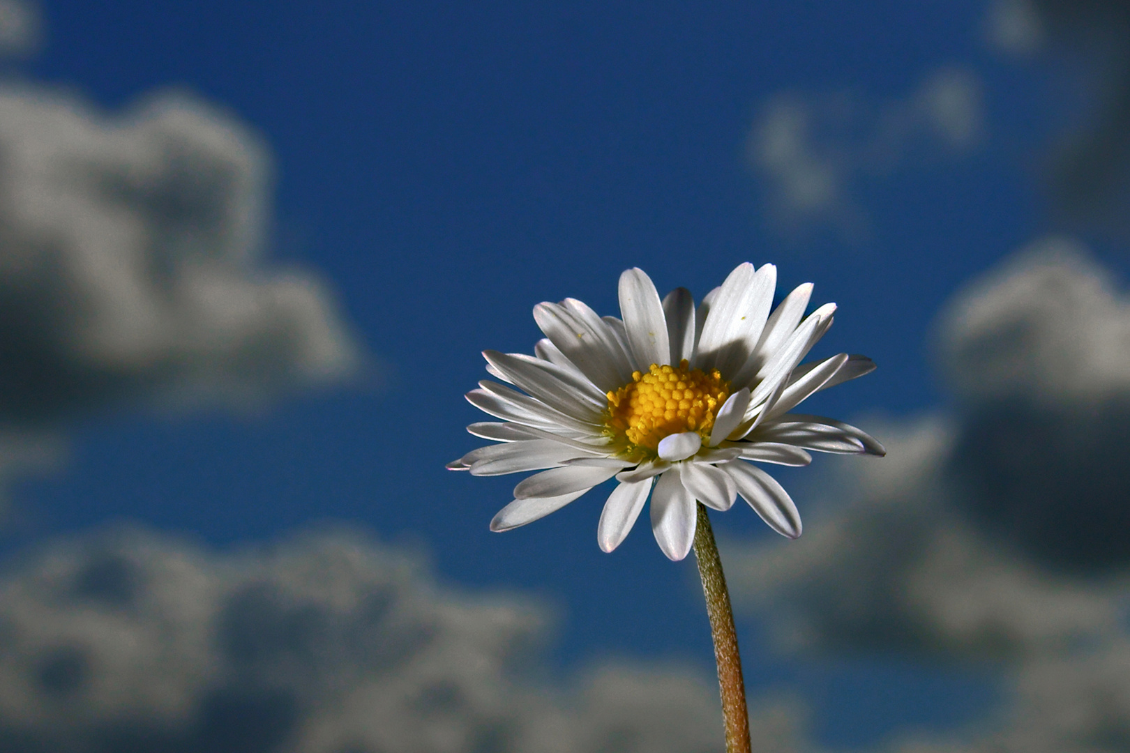 Gänseblümchen