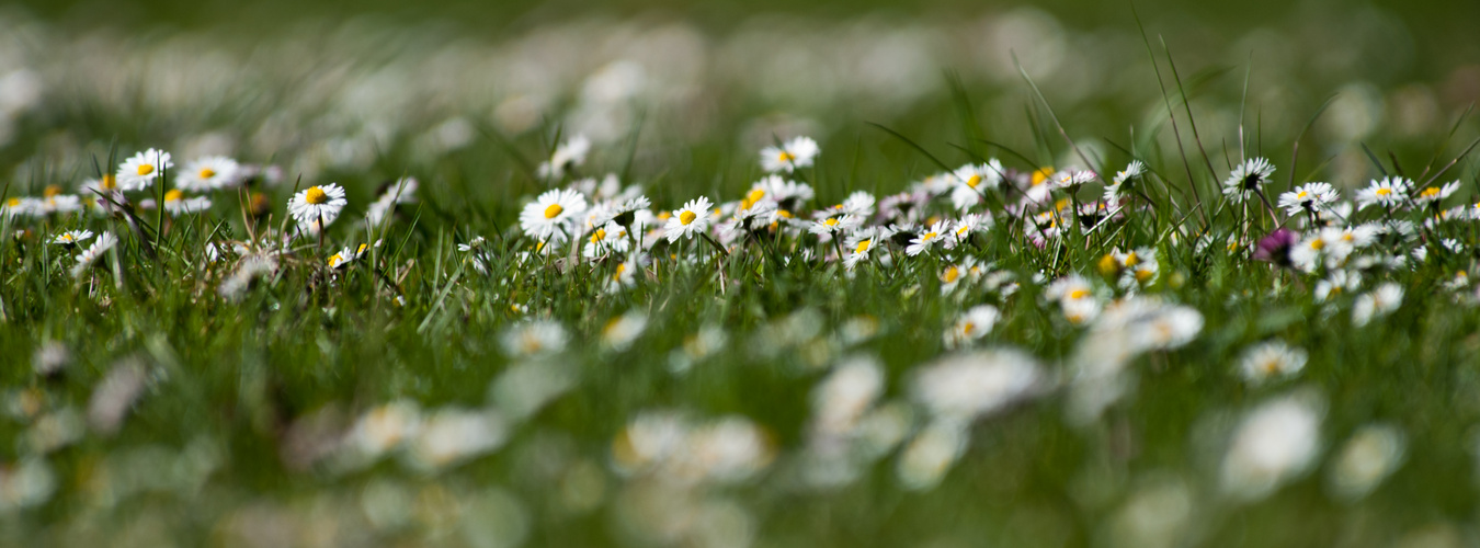 Gänseblümchen