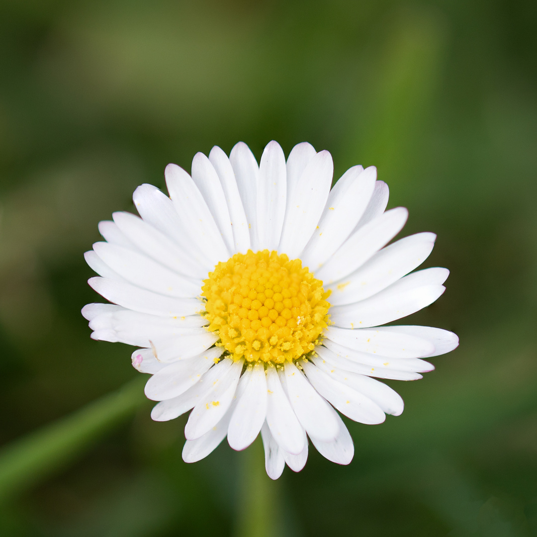 Gänseblümchen 