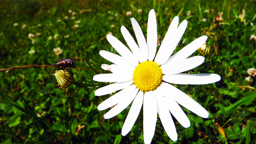 Gänseblümchen