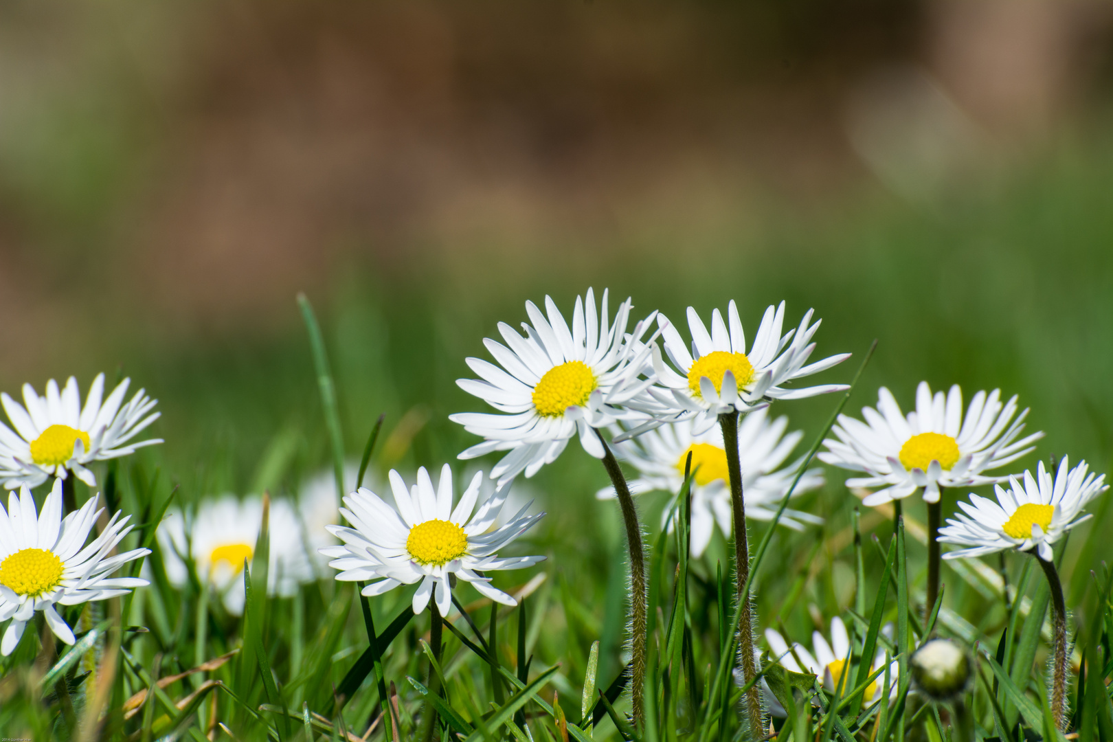 Gänseblümchen