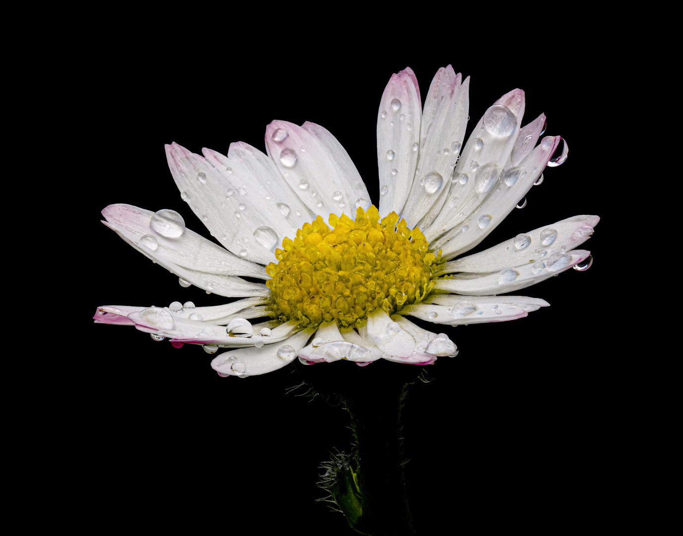 Gänseblümchen