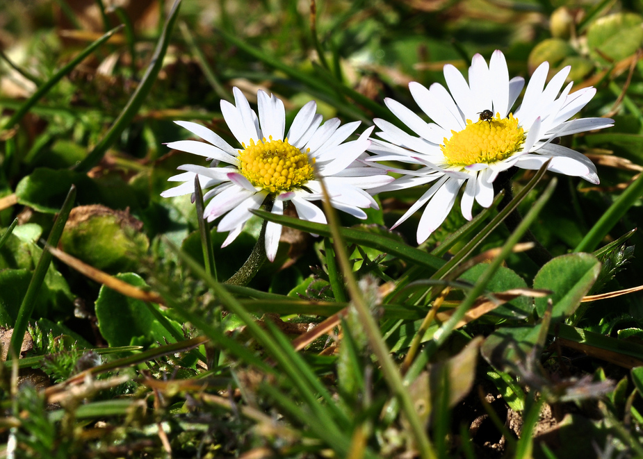 Gänseblümchen........