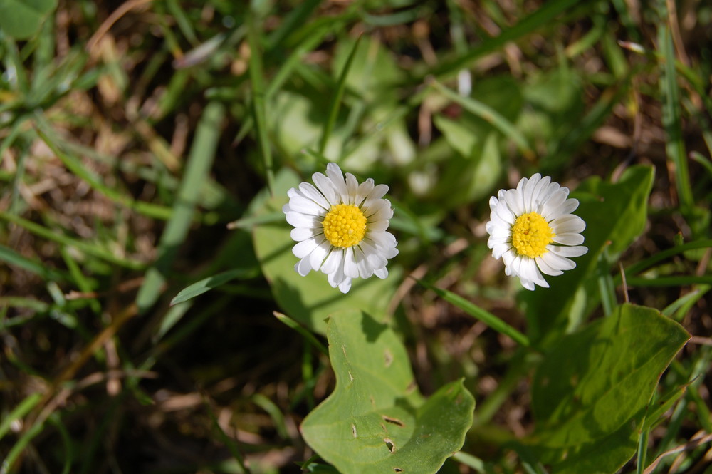 Gänseblümchen