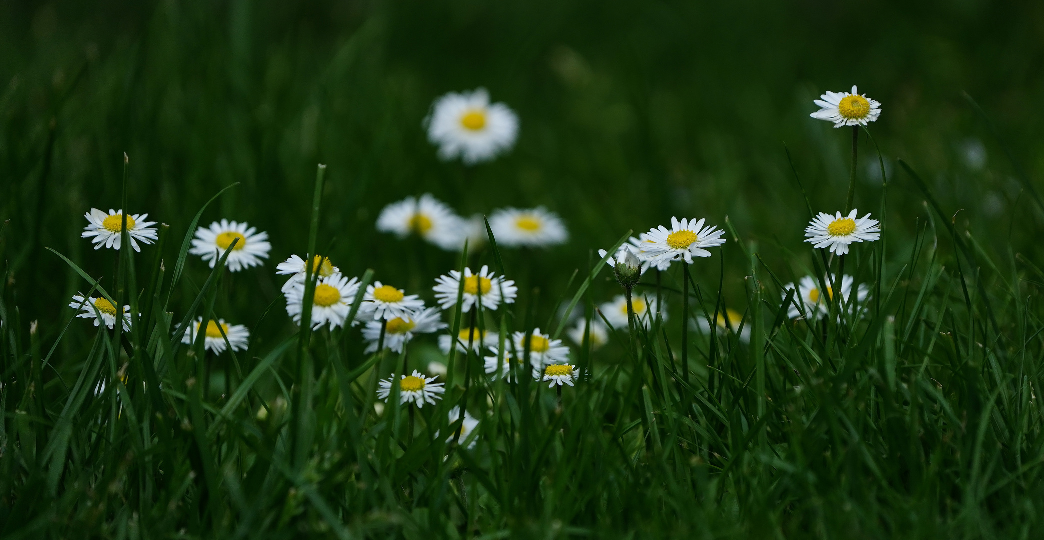 Gänseblümchen