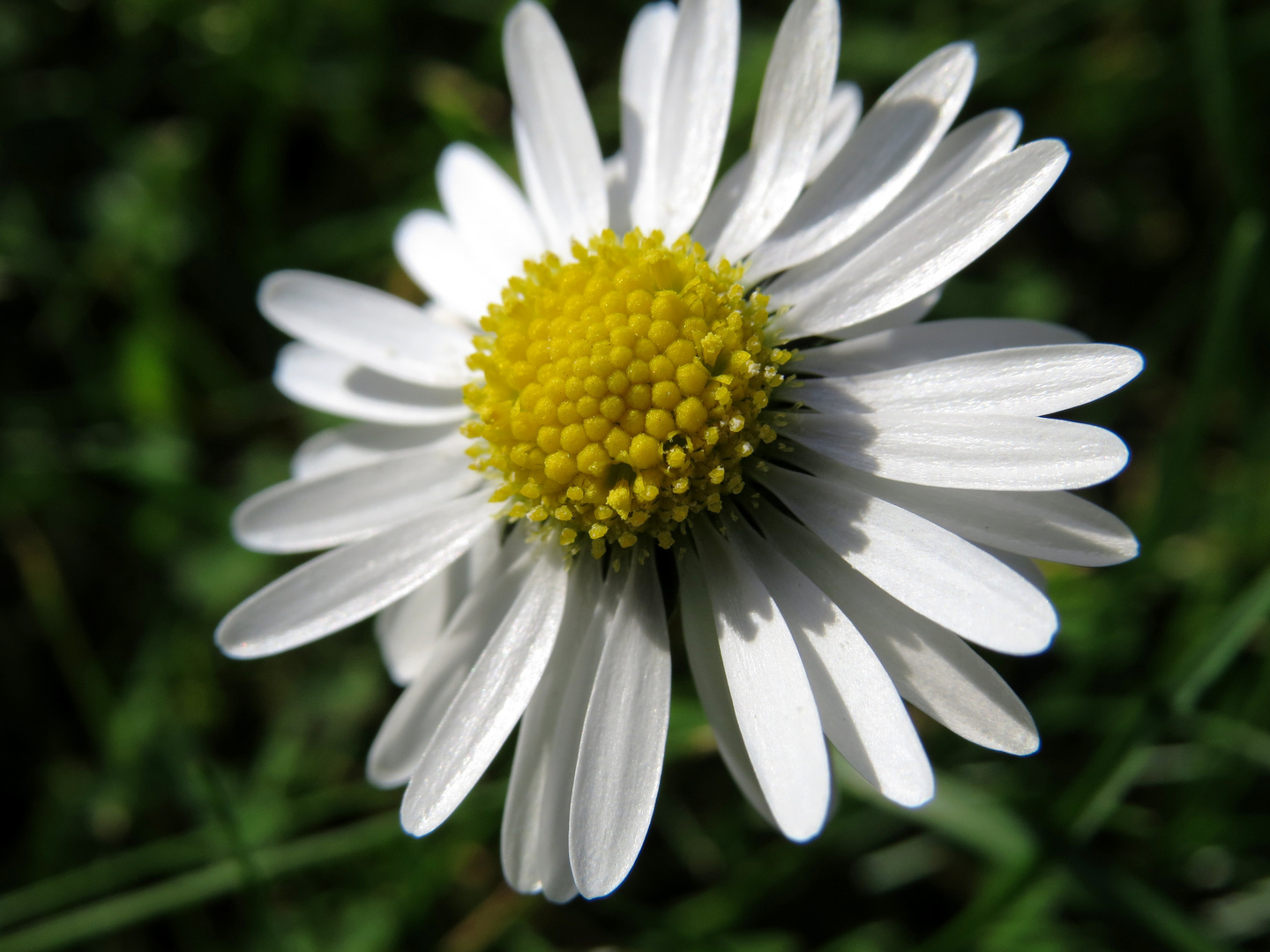 Gänseblümchen