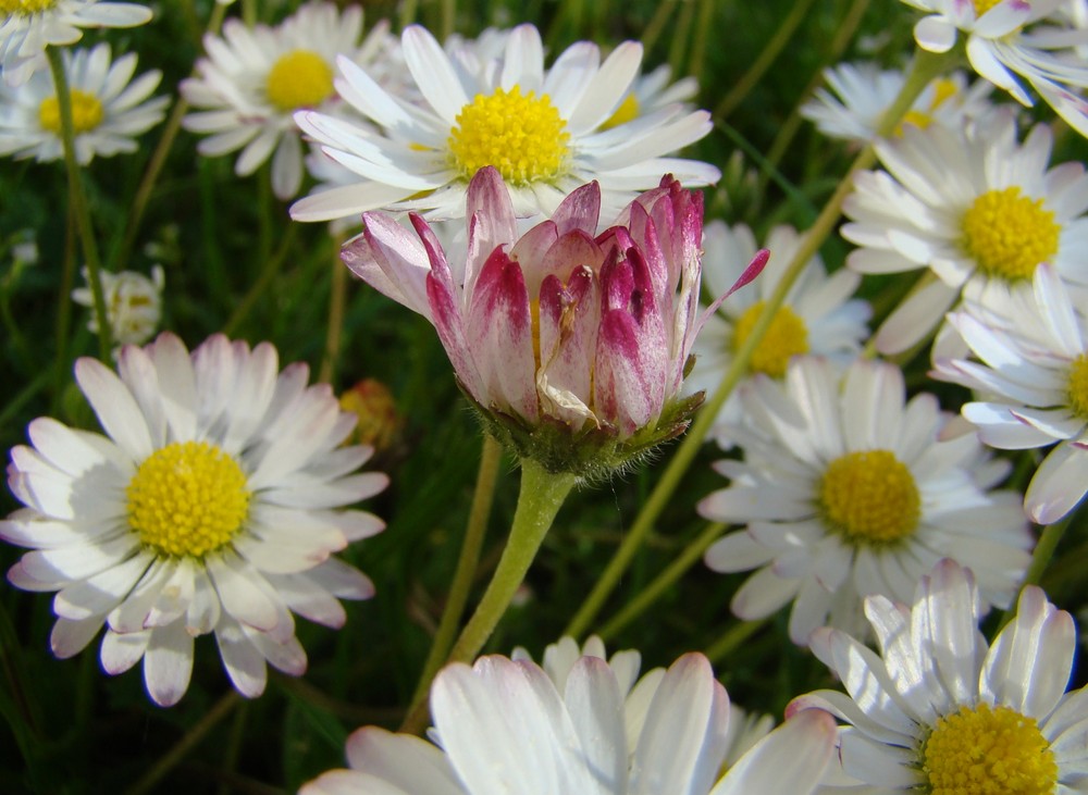 Gänseblümchen