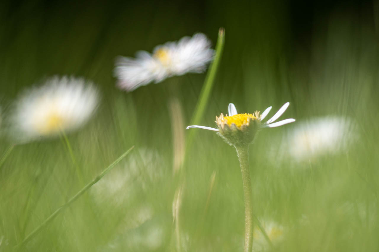 Gänseblümchen