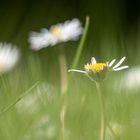 Gänseblümchen