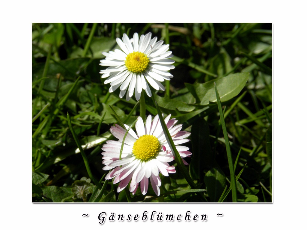 Gänseblümchen