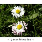 Gänseblümchen