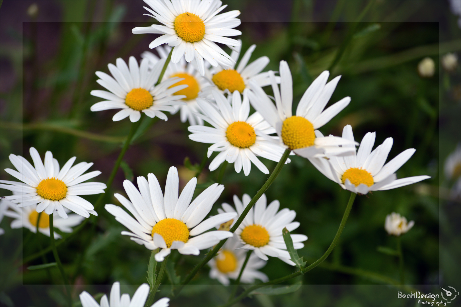 "Gänseblümchen"