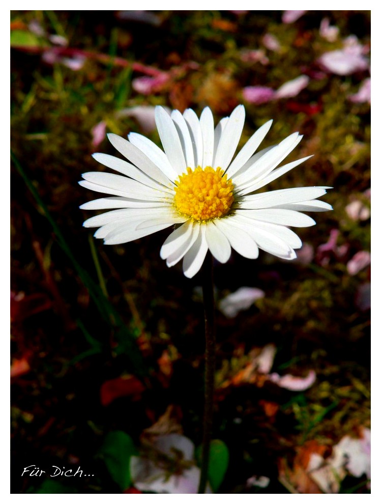 Gänseblümchen...