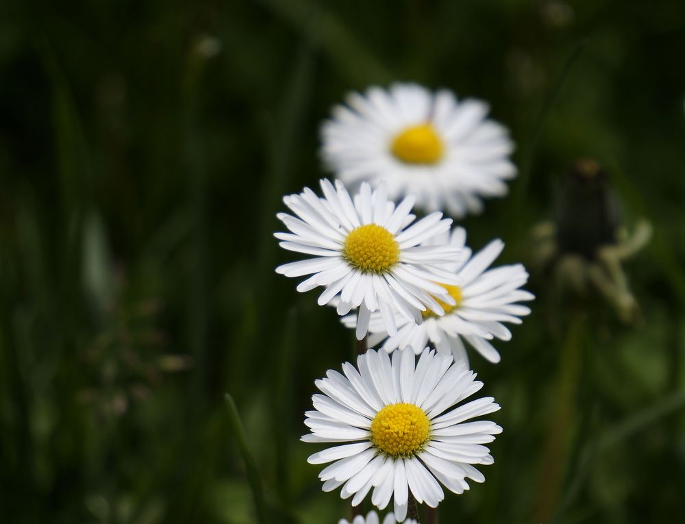 Gänseblümchen.....