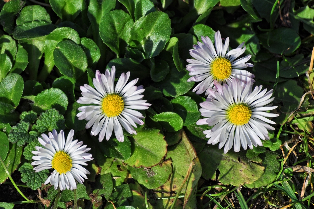 Gänseblümchen